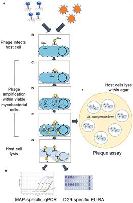 Bacteriophage-Based Methods for Detection of Viable Mycobacterium avium subsp. paratuberculosis and Their Potential for Diagnosis of Johne's Disease